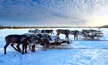 Lapland Kuzey Işıkları Turu - 4 Gece (Buzkıran Gemisi, Safariler Dahil)