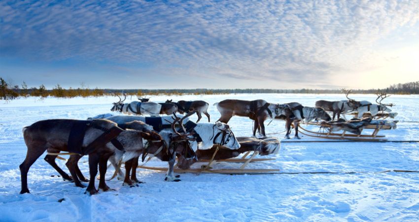 Lapland Kuzey Işıkları Turu - 4 Gece (Buzkıran Gemisi, Safariler Dahil)