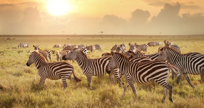 Görkemli Güney Afrika ve Safari Turu - 7 Gece (Kurban Bayramı)