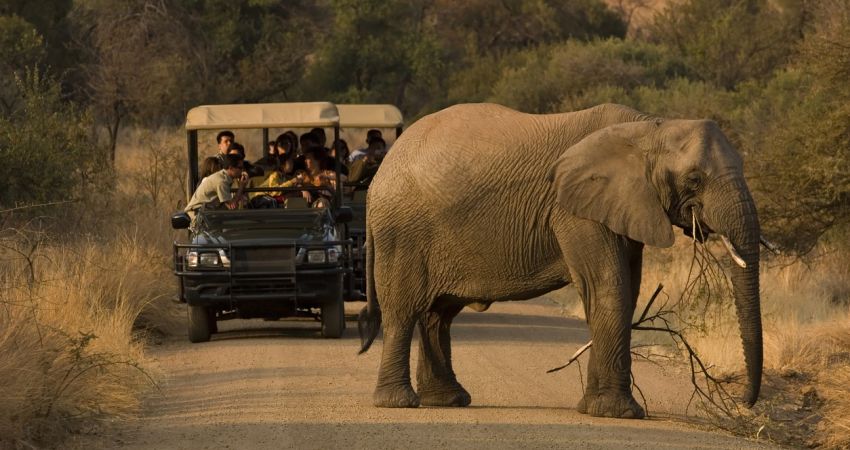 Görkemli Güney Afrika ve Safari Turu - 7 Gece (Kurban Bayramı)