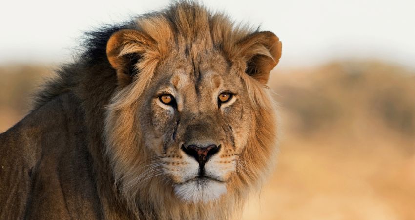 Görkemli Güney Afrika ve Safari Turu - 7 Gece (Kurban Bayramı)