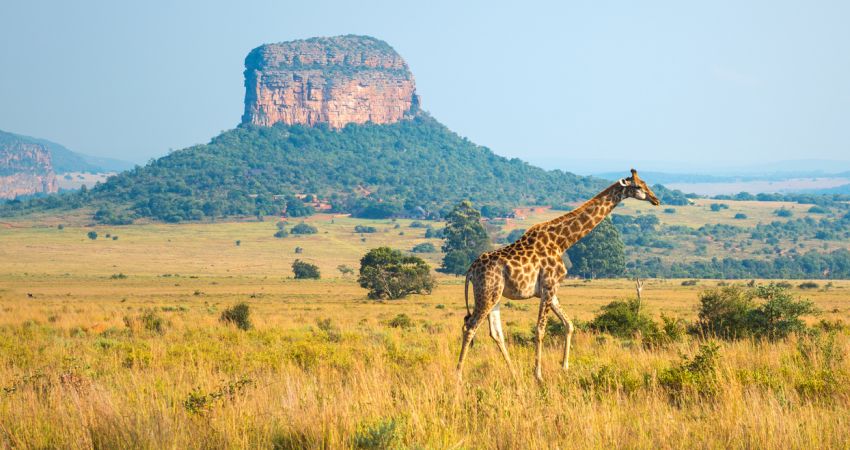 Görkemli Güney Afrika ve Safari Turu - 7 Gece (Kurban Bayramı)