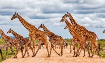 Görkemli Güney Afrika Safari Turu - 7 Gece